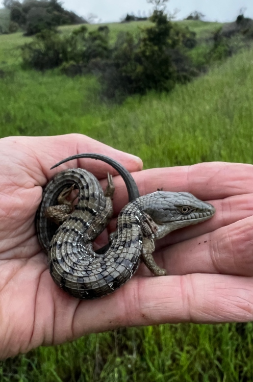 Southern Alligator Lizard